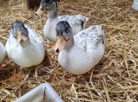 Silver Call ducklings