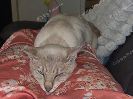 2 year old male siamese
