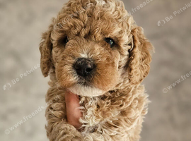 Toy Goldendoodles ~ READY TO LEAVE