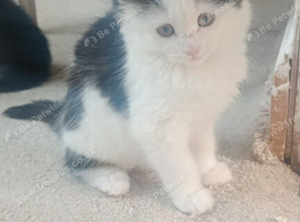 Kittens for sale