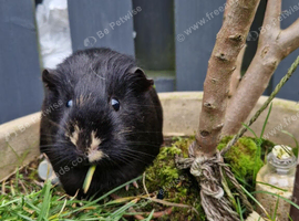 Nala &ndash; Beautiful American Smooth Coat Female Guinea Pig