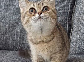 TICA Stunning affectionate Scottish