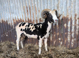 Pedigree Jacob Ram