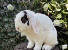 Male Mini Lop