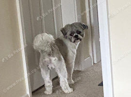 2 Years Old Male Shih Tzu Vet Checked