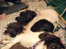 Cocker spaniel X terrier mix puppies