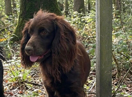 Kc chocolate and tan cocker spaniel stud