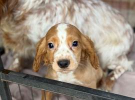 Mixed litter cocker spaniels