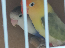 Love birds bonded with D N A  certificates care of