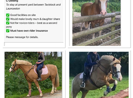 Gorgeous palomino welsh c for loan