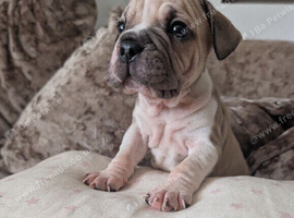 French bulldog big ropes