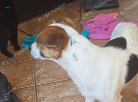 Gorgeous 1 year old Jack russell