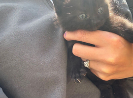 Kittens soon ready for their forever homes