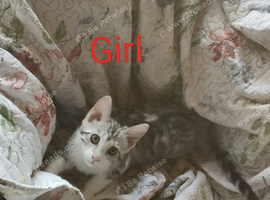 G5 Asian Leopard Silver Rossetted Parti Bengal Kittens