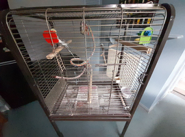 Grey cockatiel for sale