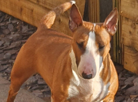 Miniature bull terrier
