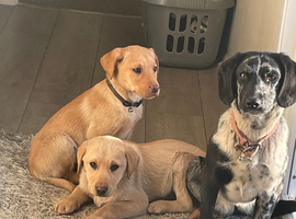 Labrador puppies for sale