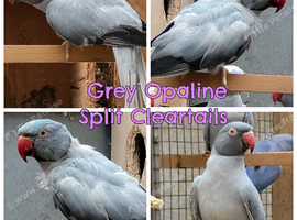 Breeding & pet Mutation Indian Ringneck Parrots