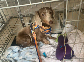 Miniature Isabella dachshund boy