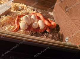 3 stunning corn snakes