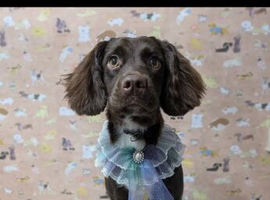 Cocker spaniel bitch