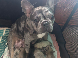 French Bulldog puppies