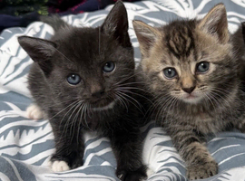Kitten for sale 8 weeks