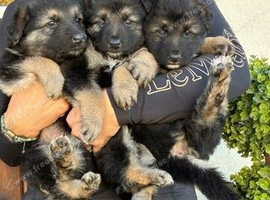 German Shepard Puppies Deposits being taken now