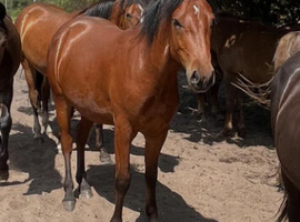Registered NF geldings
