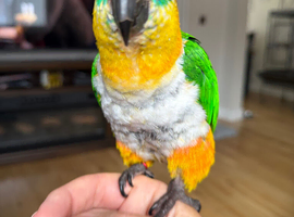 Male caique almost 2 hand reared