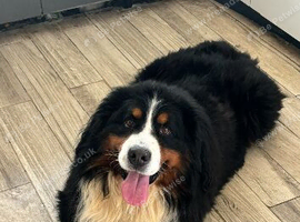 X4 adult Bernese mountain dogs for sale