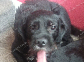 Female 2 year old mixed breed