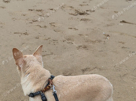 WANTED - SMALL DOG over 2 years old. Up to &pound;150