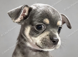 3 chihuahua pups 2 boys and 1 girl