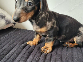 Last dachshund boy forsale!