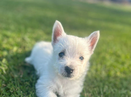 Stunning west highland terriers