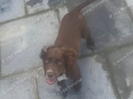 Cocker spaniel bitch