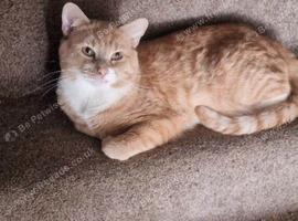 Loving homes needed