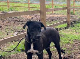 Bully Lurcher dog