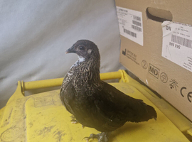 Sablepoot chickens available