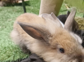 6 lionhead x lopear rabbits for sale