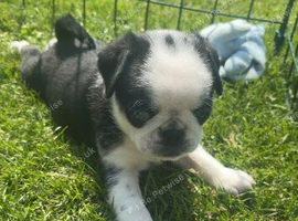 Beautiful pug puppies