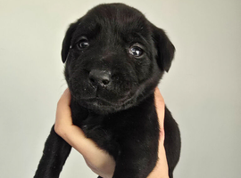 8 Beautiful Black Labrador