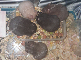 2026 BABY HAMSTER