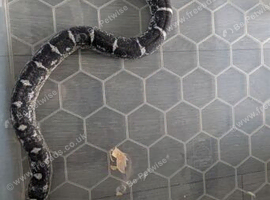 Scaleless anery female corn snake