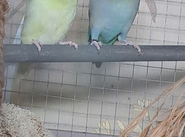 1 year old pair
