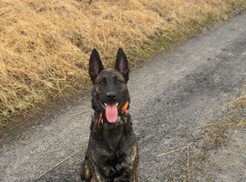 Dutch herder