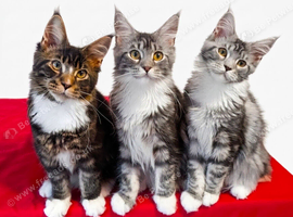 TICA Maine Coon Kittens Champion Sired