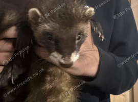Male ferret
