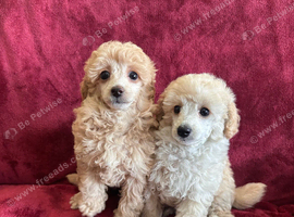 Extensively Health Tested kc toy poodle puppies